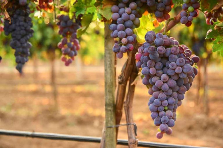 17 Foods That Are Good for Your Liver