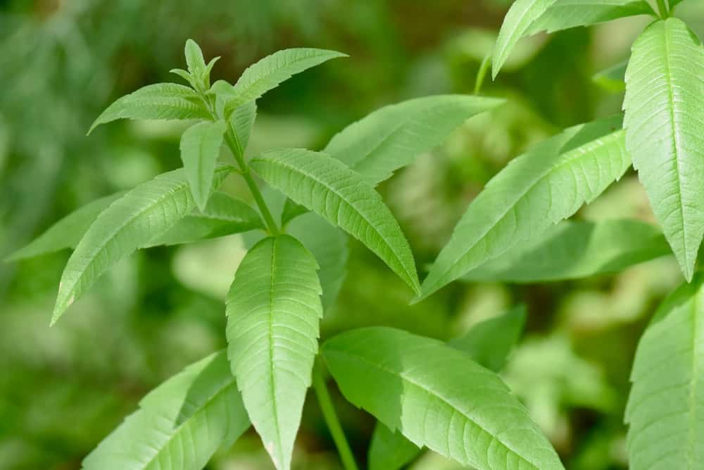 Lemon Verbena Benefits 14 Benefits of Lemon Verbena You Can't Ignore